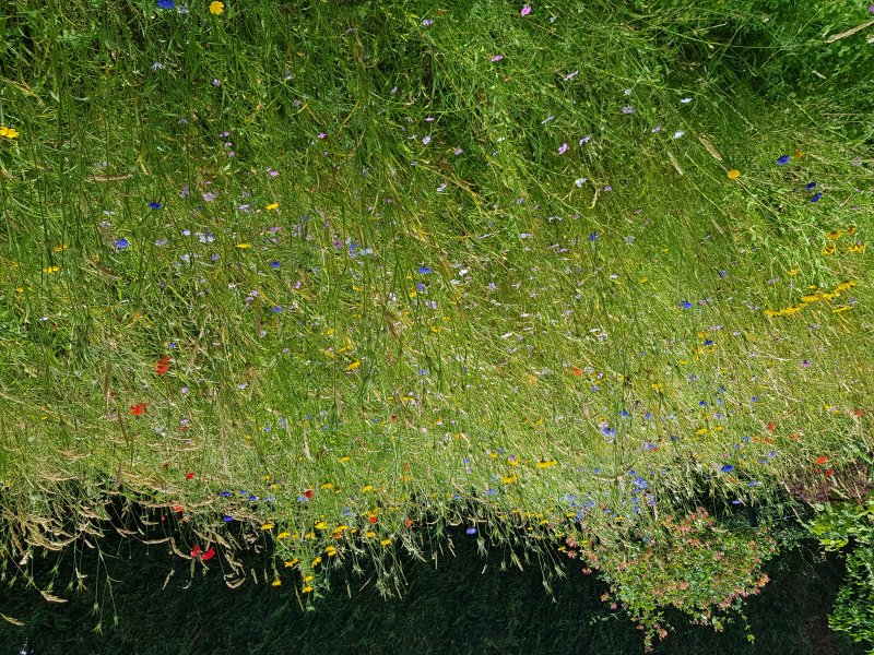 ESPACE FLEURI. Les espaces fleuris favorisent la biodiversité. Jardin BRUNO GODET